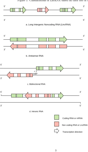 Figure 1: Classiﬁcations of LncRNA based on their site of origin