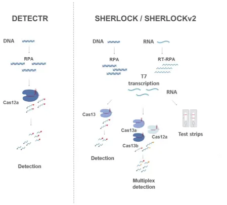 Figure 1. Schematics of CRISPR-Cas diagnostic platforms DETECTR and SHERLOCK/v2.