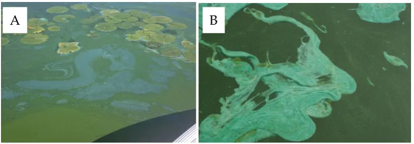 Figure 1. CyanoHAB floating scums in A) Lake Winnebago, WI in August 2013, and B) Lake Mendota, WI September 2008, showing the bright blue appearance due to C-phycocyanin