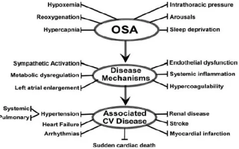 Figure 1. “Schematic outlining proposed pathophysiological components of OSA,  activation of cardiovascular disease mechanisms, and consequent development of  established cardiovascular disease”