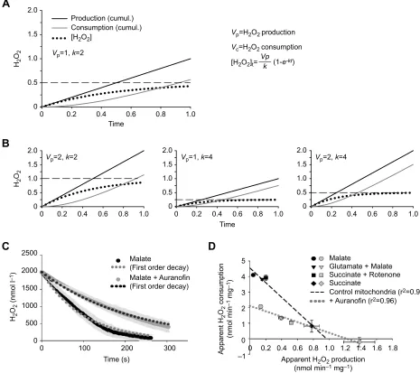 Fig. 2. Illustration of the model for mitochondrial H2right, and cumulative (cumul.) HO2 regulation based on first-order kinetics of H2O2 consumption