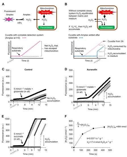 Fig. 3. Demonstrating the accumulation of H2added before beginning the assay. Additions of Amplex UltraRed are indicated by vertical grey arrows