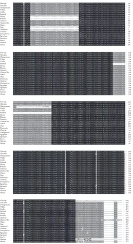 Figure 4: A multiple sequence alignment (MSA) of AKT3different species. The deep black strip lines which consist of mixtures of colors of green, red, yellow, and so on indicate high intensity with100% conserved region similarity, the light black color indi