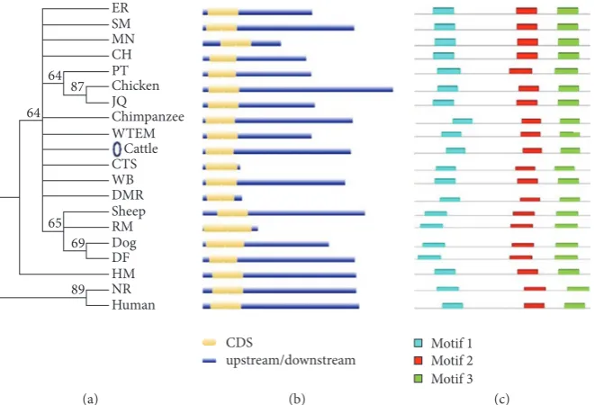 Figure 5: Phylogenetic relationship, gene structure, and motifs composition of AKT3 gene in 20 different species