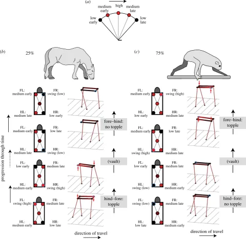 Figure 2. Changes in height due to stiff-limbed vaulting over stance (black low, red high) for a single hip or shoulder (hind–fore and fore–hind foot transitions for ‘normal’ horse-like (a) or all hips and shoulders for instants ofb) or typical ‘primate’ w