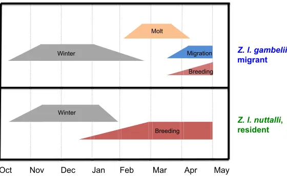 Fig. 1. On an annual basis, the life history stages of the migrant,Zonotrichia leucophrys gambeliithis time, both subspecies experience the development andexpression of the wintering stage, after which they diverge with thedevelopment of the vernal stages 