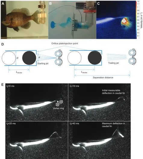 Fig. 2. The vortex generator, showing vortex ring formation and its use as a short-duration stimulus to fish during natural swimming