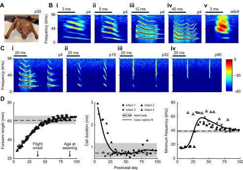 Fig. 1. Postnatal development of vocalizations and morphology in Phyllostomus discolor