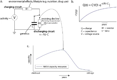 FIGURE 1: Neuromusculoskeletal capacity accumulation compared to charging a capacitor