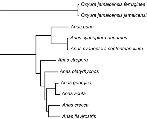Fig. 1. Phylogeny of the species compared in this study. Adapted fromGonzalez et al. (2009).