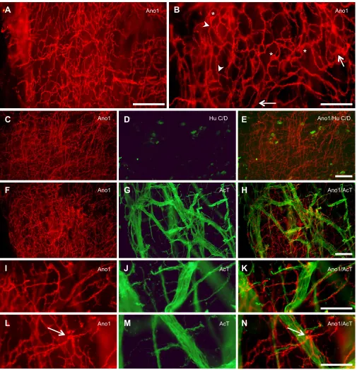 Fig. 1. Ano1 immunoreactivity in the proximal intestine of shorthorn sculpin (Myoxocephalus scorpiusbetween the circular and longitudinal muscle layers