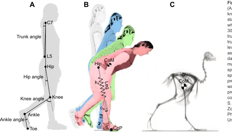 Fig. 2. Trunk and lower limb kinematics. Averaged (A) trunk, (B) hip, (C) knee and (D) ankle angles pertaining to the left limb in the sagittal plane during the gaitTF1, 30 deg trunk flexion; TF2, 50 deg trunk flexion; TF3, maximal trunk flexion; Rcycle fo
