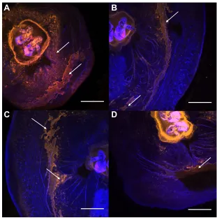 Fig. 8. Confocal microscope images of stage 6 barnaclesstained with Pro-Q Diamond for phosphoproteins(orange)