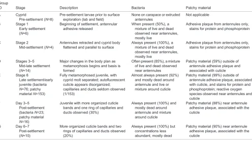 Table 1. Summary of observations of barnacle larvae before, during and after settlement and metamorphosis using confocal microscopy (N=218),categorized in seven groups based on development