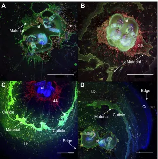 Fig. 2. Confocal microscope images of four stage 6(newly metamorphosed juveniles) barnacles, nearcompletion of settlement and metamorphosis