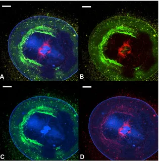 Fig. 3. Confocal microscope image of a newlymetamorphosed juvenile (stage 6) showing the spatialorganization of the stained interfacial material to thelive and dead bacteria under the barnacle
