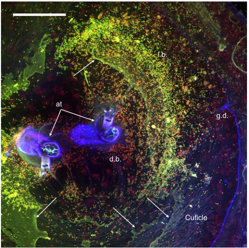 Fig. 4. Three-dimensional rendering showing a relief image with theprominent material within the confocal Z-stack