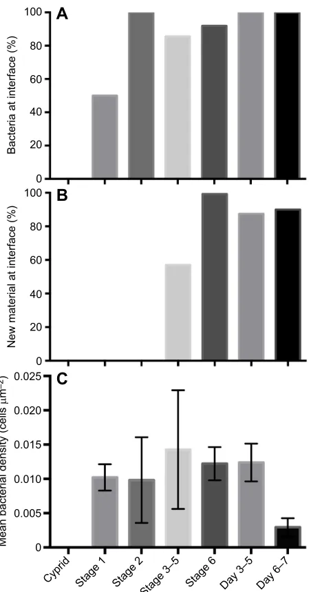 Fig. 6. Occurrence of bacteria and new material to the interface by stageof transition from cyprid to juvenile.5,cyprid,5,Nsettlement and metamorphosis