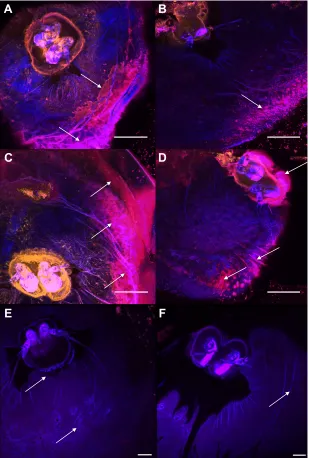 Fig. 7. Confocal microscope images of four newlymetamorphosed juvenile (stage 6) barnacles stainedantennular plaque is residual stain from Pro-Q Diamond,which was done first