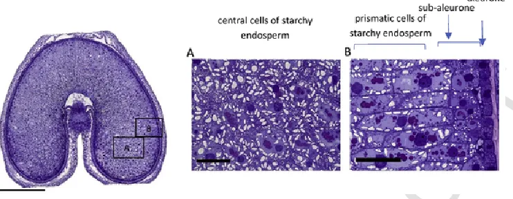 Fig. 1.UNCORRECTED PROOF Cross section of a developing grain of durum wheat cv Ofanto at 20 days DPA, stained with toluidine blue to show the distribution of protein (taken from Tosi et al., 2009,2018).The left hand image shows the whole grain with the are