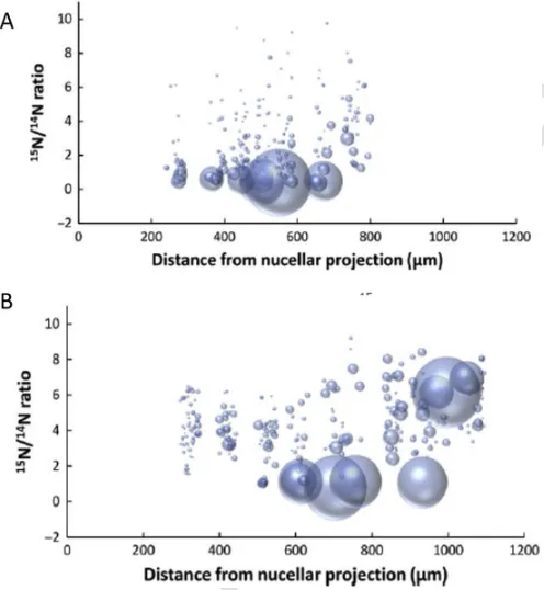 Fig. 5.UNCORRECTED PROOF Graphical representation of the size and 15N enrichment of protein bodies along atransect of starchy endosperm tissue (from the nucellar projection to the aleurone layer)after labelling at 20 DPA and imaging after either 24h (A) or