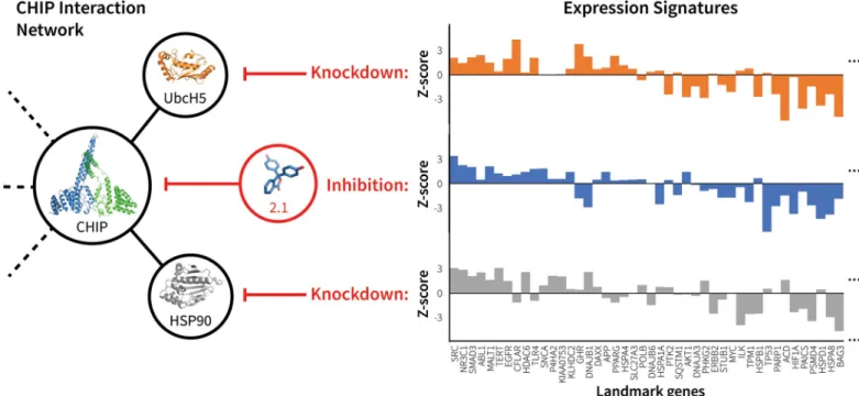 Fig 6. mRNA expression signature of CHIP inhibitor 2.1 correlates with knockdown of CHIP interacting partners