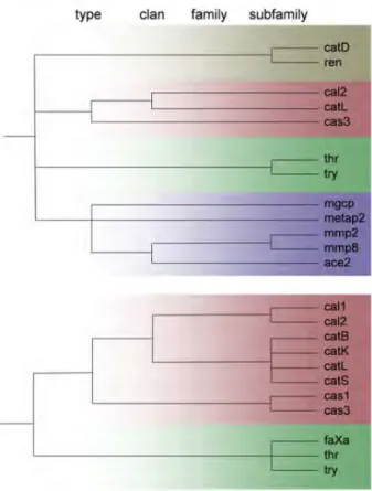 Figure 3.4-1: Target relationships The relationships between the proteases in the target sets 1 (top) and 2  (bot-tom) are illustrated