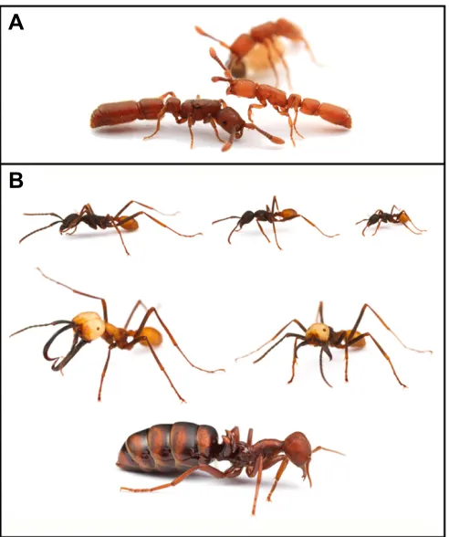 Fig. 2. Schematic representation of the progression of size, caste andphenotypic state in ants