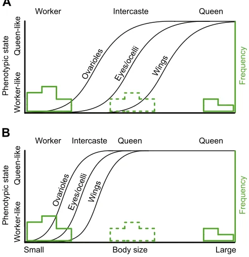 Fig. 3. Evolution of caste systems via caste determination and castedifferentiation. (A) Caste gain and caste loss via caste determination,resulting from changes to the size–frequency distribution
