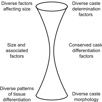 Fig. 4. Hourglass model of caste development. A diverse and evolutionarilylabile set of factors affect size, leading to size variation among individuals(caste determination)