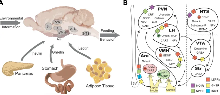 Fig. 1. Integration of environmental and physiological information for adjusting adaptive behavioral output