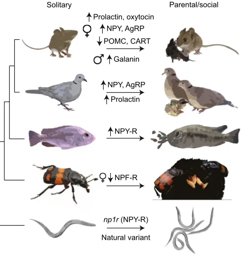 Fig. 3. Summary of how feeding-related pathways are modified as animalstransition from solitary to parental/social.‘ Sex-specific effects are noted withmale and female symbols