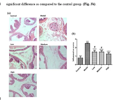 Fig. 3a. Observation of histopathology of the prostate tissue from C57BL/6 mice in the 