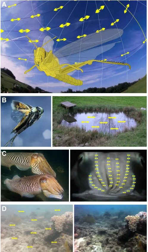 Fig. 1. Examples of the main functions of polarization vision ininvertebrates. (A) Polarization compass: a locust navigating by thepolarization pattern of the sky