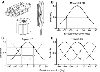 Fig. 2. Structural and physiological propertiesof polarization-sensitive invertebratehorizontal e-vector orientation and 90 degindicates vertical e-vector orientation