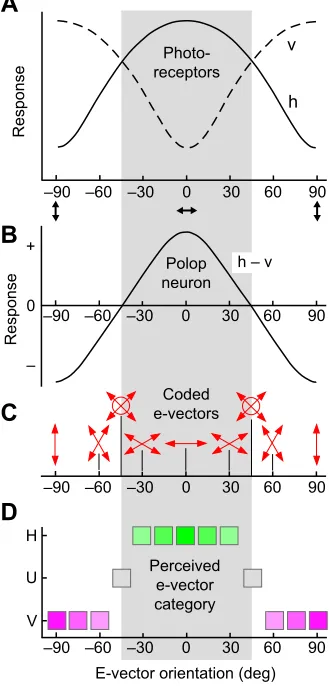 Fig. 3. E-vector coding properties of an orthogonal dipolatic (2D) system.(A) E-vector response functions of photoreceptors with horizontal (h) andvertical (v) e-vector tuning axes