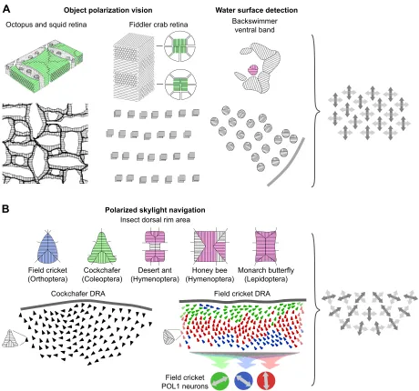 Fig. 5. Overview of the basic sensory principles in invertebrate polarization vision. (A) Two-dimensional (dipolatic) polarization vision