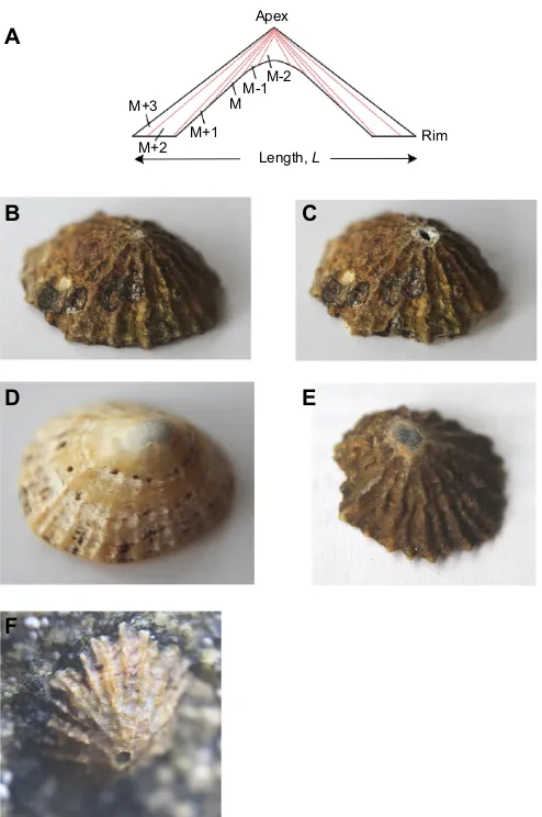 Fig. 1. Structure and appearance of the Patella vulgata shell. (A) Asimplified representation of the layer structure of the limpet shell adapted fromOrtiz et al