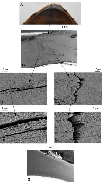 Fig. 6. Scanning electron microscopy of thePatella vulgata shell after testing. (A) A verticalsection cut through a specimen after testing.(B) SEM image of part of the cut section, near theapex, showing extensive cracking