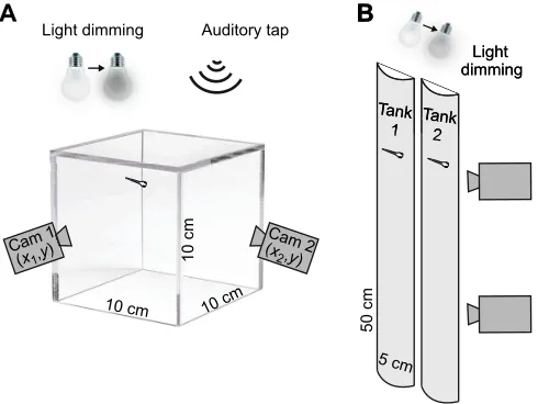 Fig. 1. Schematics of the experimental apparatus. (A) A cubical tank wasused in the first experiment to avoid biasing swimming direction by affordingequal vertical and lateral ranges for motion