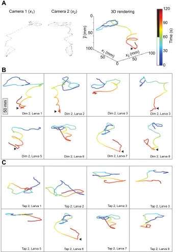 Fig. 4. Descriptive analysis of swimming paths.(A) An example of a dim trial. The left and middlethe 2 min dimming trial), assembled aftersubtracting the background on each frame tohighlight the larva