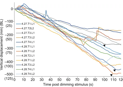 Fig. 5. Vertical displacement for all 12 dimming trials, in four differentlarvae, in the 50-cm-deep tubular tank