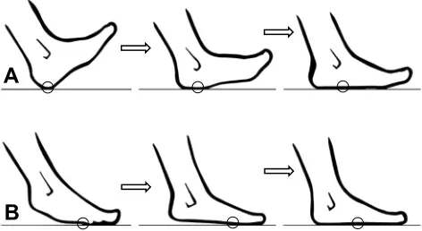 Fig. 2. HS and NHS plantigrady. Differences in COP translation in HS (A) andNHS (B) plantigrady occurring after foot touchdown