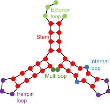 Figure 1. Visual representation of an RNA structure. The five structural contexts are represented by five colors: stems (red), exterior loops (light green), hairpin loops (purple), internal loops (blue), and multiloops (dark green)
