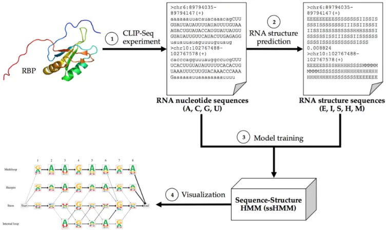 Figure 2. Overview of the motif finder workflow. (1) A CLIP-Seq experiment yields nucleotide sequences of RNAs (in uppercase) bound by a specific RBP.