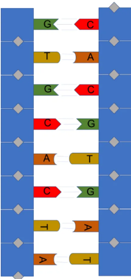 Figure 1.1: Double-stranded DNA and the base pairing rule. A, T, C, and G are adenine, thymine, cytosine, and guanine, respectively