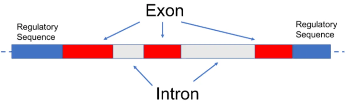 Figure 1.2: The structure of a gene. A gene consists of exons, introns and regulatory sequences