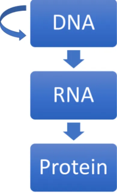 Figure 1.3: General transfers of the central dogma of molecular biology. Information can flow from DNA to DNA (replication), DNA to RNA (transcription), and RNA to protein (translation).