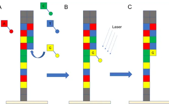 Figure 1.4: Illustration of Illumina sequencing by reversible termination. The squares rep- rep-resent the nucleotide bases
