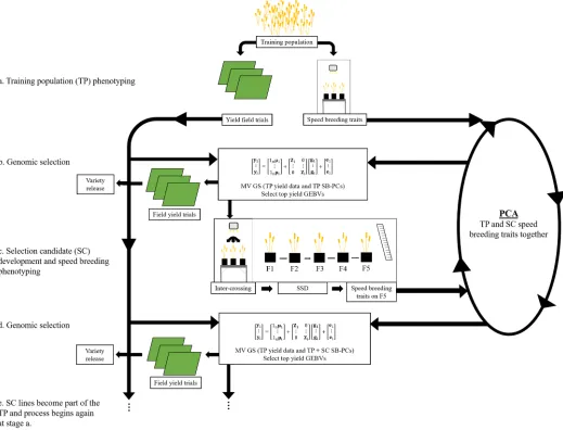 Fig. 5. Breeding strategy incorporating speed breeding (SB), selection candidate (SC) population development, and multivariate genomic selection (GS)